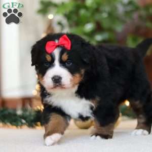 Princess Star, Bernese Mountain Dog Puppy